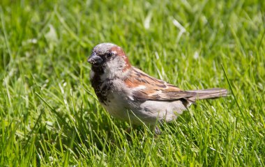 Bir kuş serçe çimlerde yürüyor