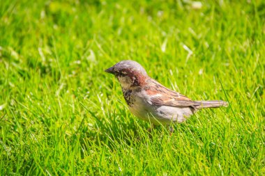 Bir kuş serçe çimlerde yürüyor