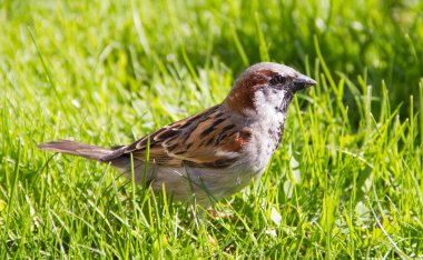 Bir kuş serçe çimlerde yürüyor