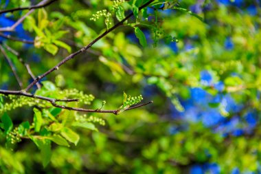 Çalıların genç dallarını çiçek açmaya başladı