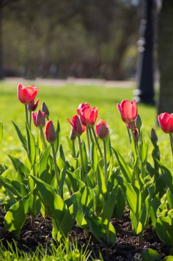 Lale şehir çiçek yatak üzerinde çiçek