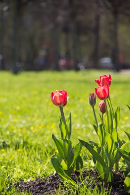 Lale şehir çiçek yatak üzerinde çiçek
