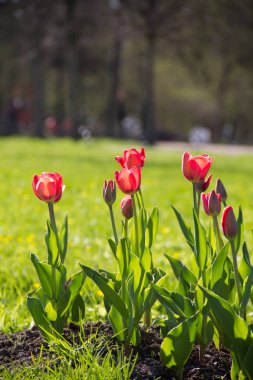 Lale şehir çiçek yatak üzerinde çiçek