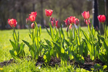 Lale şehir çiçek yatak üzerinde çiçek