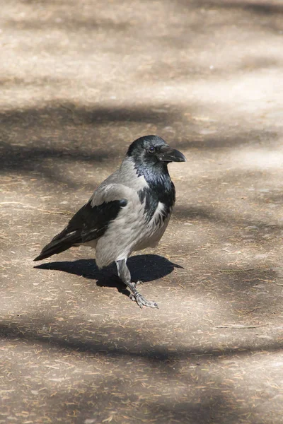 Gri siyah kan yol boyunca yürür