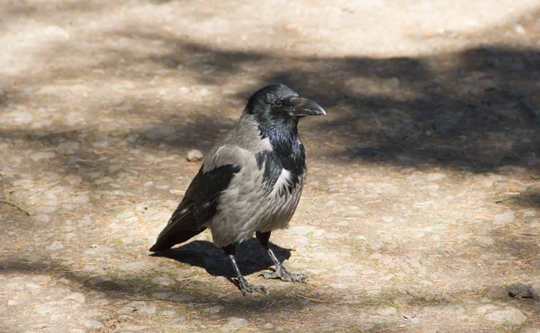 Gri siyah kan yol boyunca yürür