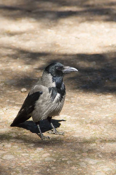 Gri siyah kan yol boyunca yürür