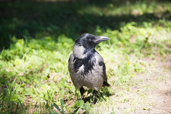 Gri siyah kan yol boyunca yürür