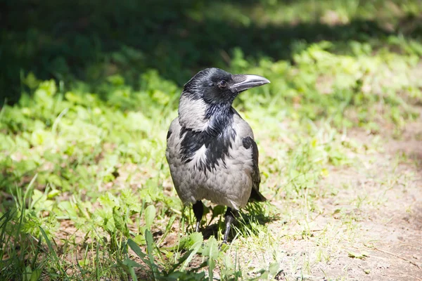 Gri siyah kan yol boyunca yürür