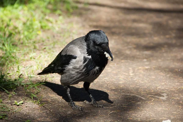 Grauschwarzes Blut Geht Den Weg Entlang — Stockfoto