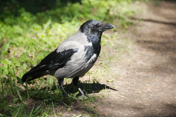 Gri siyah kan yol boyunca yürür
