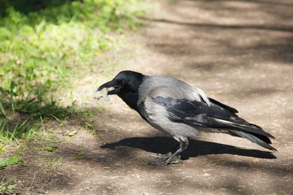 Grauschwarzes Blut Geht Den Weg Entlang — Stockfoto