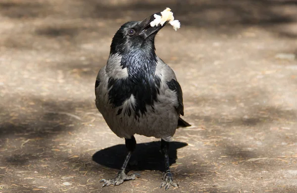 Gri siyah kan yol boyunca yürür
