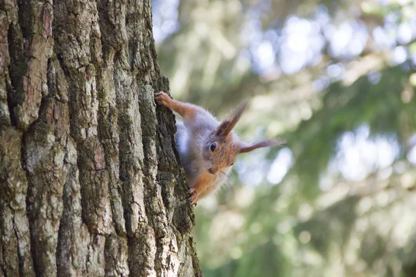 Wiewiórka Siedzi Drzewie Wygląda — Zdjęcie stockowe