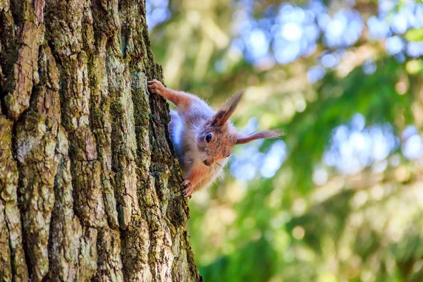 Sincap Ağaçta Oturuyor Görünüyor — Stok fotoğraf