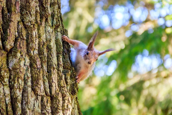 Eichhörnchen Sitzt Auf Einem Baum Und Schaut — Stockfoto