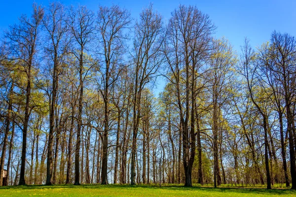 キャサリンの日当たりの良い公園を春します プーシキン レニングラード地域 — ストック写真