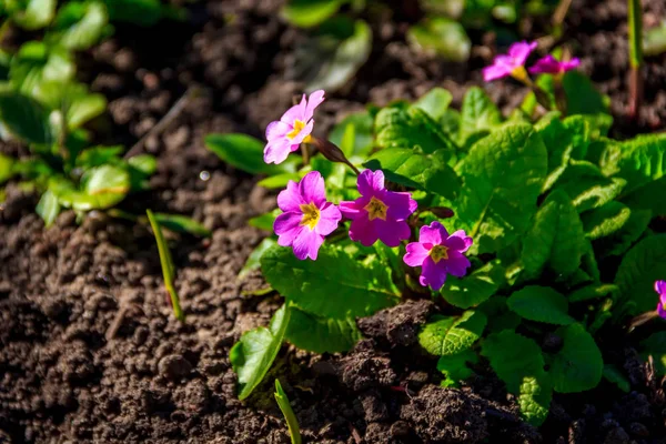 Çiçekli pembe hanım evlatları. Pembe çiçekler .