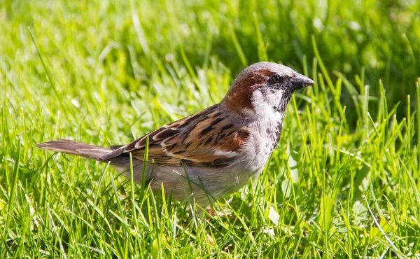 Bir kuş serçe çimlerde yürüyor