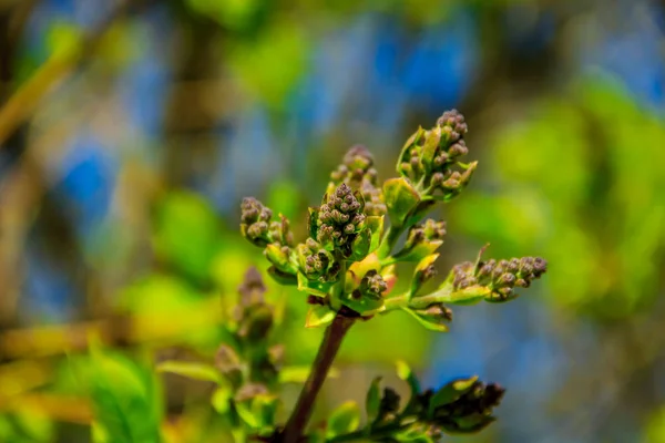 Ramos Jovens Arbustos Começaram Florir — Fotografia de Stock