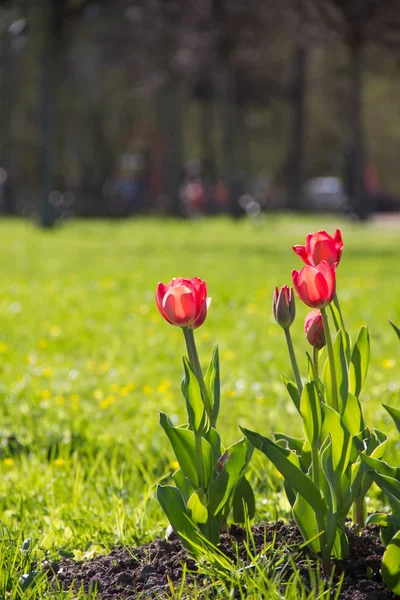 Lale şehir çiçek yatak üzerinde çiçek