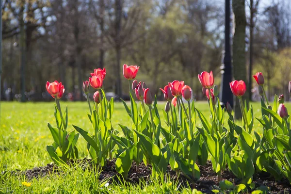 Lale şehir çiçek yatak üzerinde çiçek