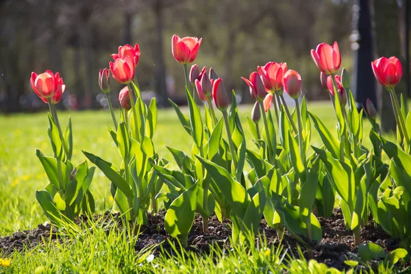 Lale şehir çiçek yatak üzerinde çiçek