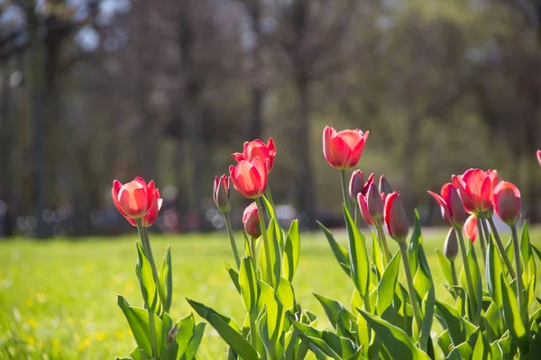 Lale şehir çiçek yatak üzerinde çiçek