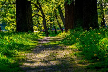 Yaz akşam güneşli park