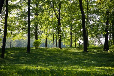 Yaz akşam güneşli park