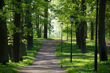 Yaz akşam güneşli park