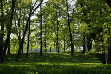 Yaz akşam güneşli park