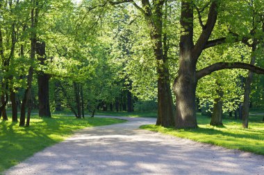 Yaz akşam güneşli park