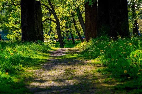 Yaz akşam güneşli park
