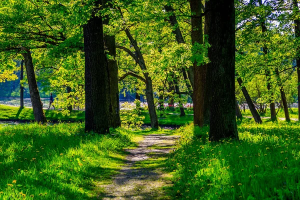 Yaz akşam güneşli park