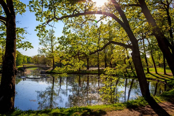 Yaz akşam güneşli park