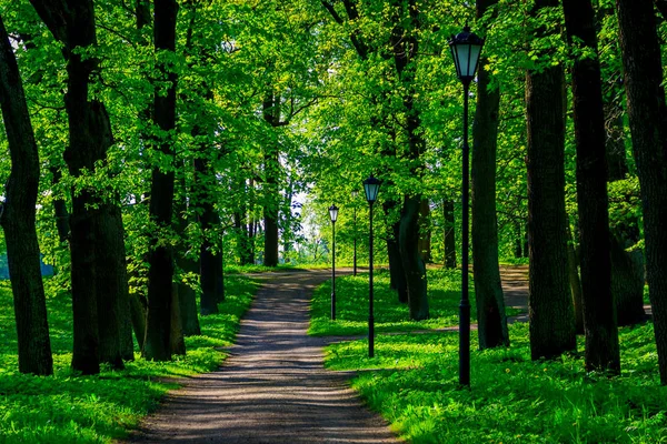 Yaz akşam güneşli park