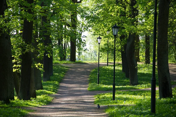 Yaz akşam güneşli park