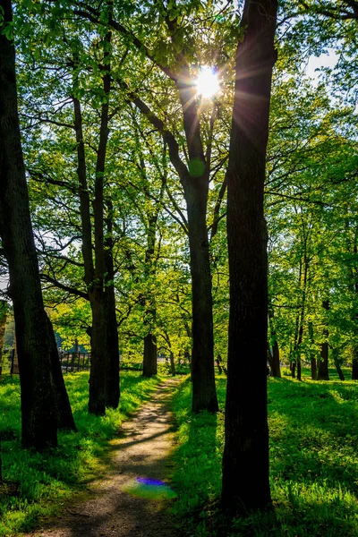 Yaz Akşam Güneşli Park — Stok fotoğraf