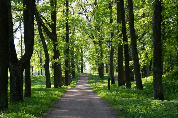 Seara Vară Parc Însorit — Fotografie, imagine de stoc