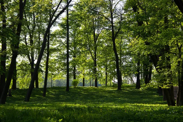 Yaz akşam güneşli park