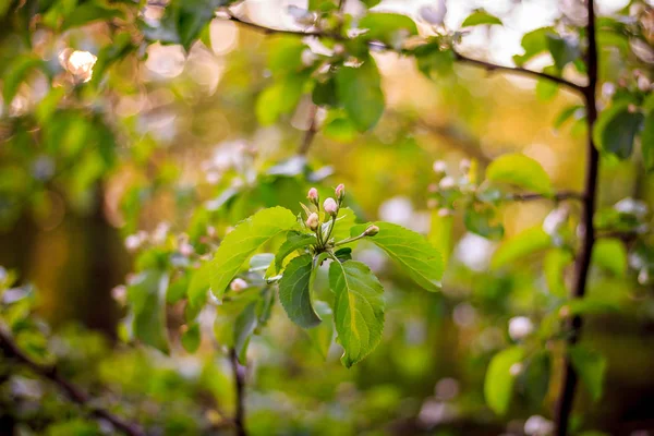Sunsetblossoming elma ağacı, yeni gelişen bir elma ağacının dalını