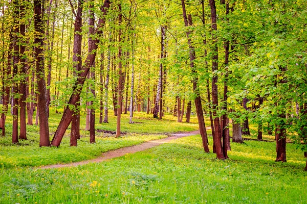 Sommar Kväll Solig Park — Stockfoto