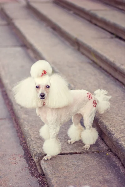 Poodle Σκυλί Για Μια Βόλτα Στο Πάρκο — Φωτογραφία Αρχείου