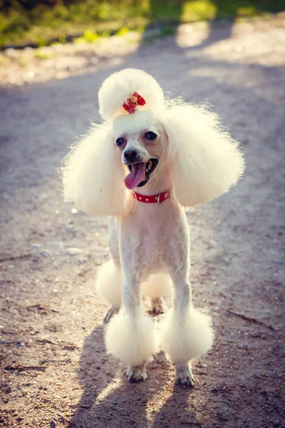 Chien Caniche Pour Une Promenade Dans Parc — Photo