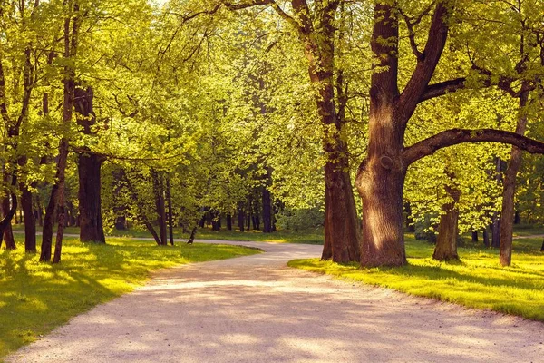 Yaz akşam güneşli park