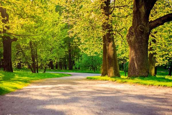 Sommerabend Sonniger Park — Stockfoto