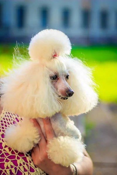 Cane Barboncino Una Passeggiata Nel Parco — Foto Stock