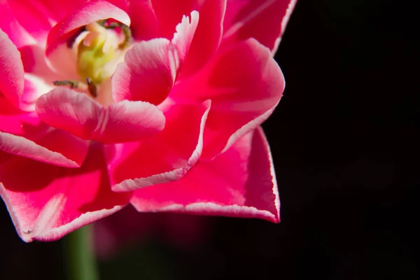 チューリップの花が植えられた花壇 チューリップの豊富 チューリップのクローズ アップ 花はチューリップです 咲く花チューリップ接写多く — ストック写真