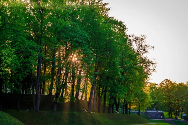 Summer evening sunny park